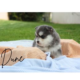Pomsky Puppies from Proper Rose Pomskies