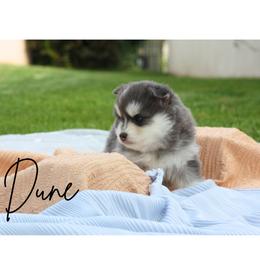 Pomsky Puppies from Proper Rose Pomskies