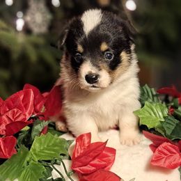 Giblet - Black and white male American Corgi puppy in Gouverneur, New York from St. Lawrence Corgis