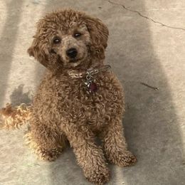 Poodles from House of Doodles