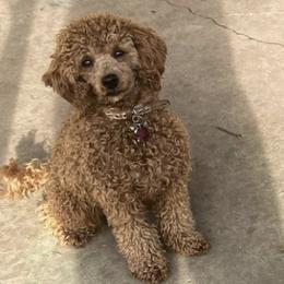 Poodles from House of Doodles