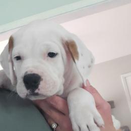 Kane - White and black male American Bulldog puppy in Abita Springs, Louisiana from Slumski's Bulldogs