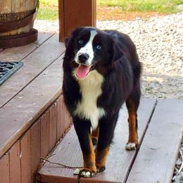 Lexi - Black tri female Miniature Australian Shepherd puppy in Burkesville, Kentucky from Bline’s Awesome Aussies & Doxies at the Bline Family Farm