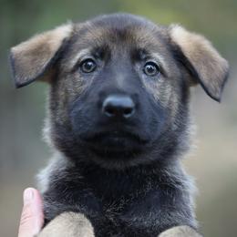 German Shepherd Puppies from Vom Haus Highlands