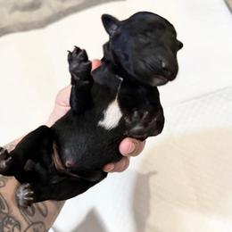 Clue - Black and white male Xoloitzcuintli puppy in Manitowoc, Wisconsin from Wonderland Kennel