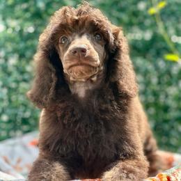 Rose - Phantom female Poodle puppy in Travelers Rest, South Carolina from Cotton Top