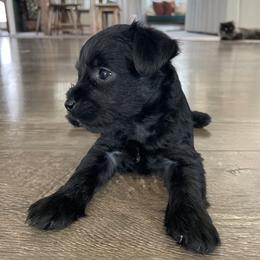 Miniature Schnauzer Puppies from Kelli Palmer