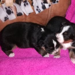 Australian Shepherd Puppies from Soundtrack Farms