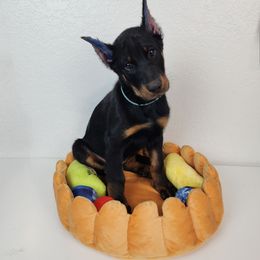 Blueberry - Black and rust female Beauceron puppy in Seattle, Washington from SilverStruck Kennels