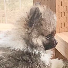 Pomeranians from Paula’s Pomeranians
