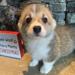 Labrador Retriever and Pembroke Welsh Corgi Puppies from Two Roses Ranch