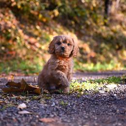 Cavapoo, Cockapoo, Labradoodle, and Poodle Puppies from Heavenly Puppies to Love