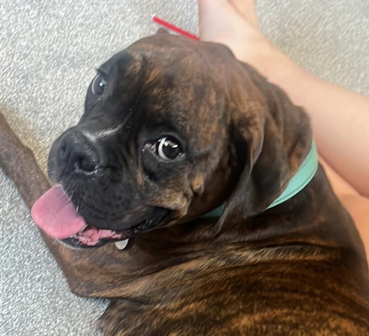 Bella - Boxer