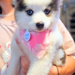 Pomsky Puppies from Nebula Ranch Pomskies