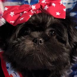 Shih Tzus from Shih Tzu’s Creek