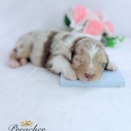 Preacher - Red merle male Australian Shepherd puppy in Jonesborough, Tennessee from Lotus Australian Shepherds