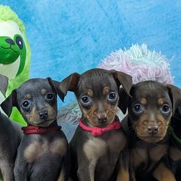 Miniature Pinschers from Jen's Min Pins & More