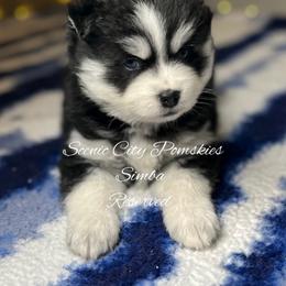 Simba - Black and white male Pomsky puppy in Rossville, Georgia from Scenic City Pomskies