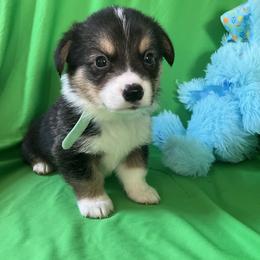 19 Teal Collar - Black and tan male Pembroke Welsh Corgi puppy in Port Republic, Maryland from Bestfurends