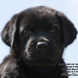 Special Girl 4 - Yellow Collar - Black female Labrador Retriever puppy in Point, Texas from Lakylu Kennels