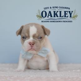 OAKLEY 5500 - Tricolors male French Bulldog puppy in Blue Ridge, Texas from Beason’s HomeGrown Frenchies