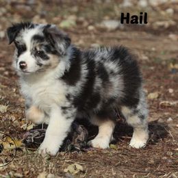 Hail - Blue merle female Miniature Australian Shepherd puppy in Garden Plain, Kansas from Krazy K Aussies