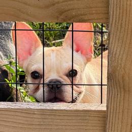 Dolly - Cream female French Bulldog puppy in Clinton, Tennessee from Summer Rose
