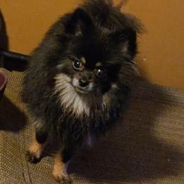 Auggie - Pomeranian