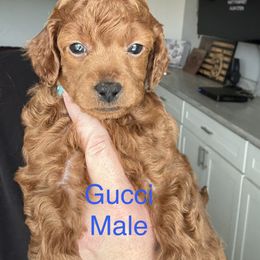 Gucci - Red  male Poodle puppy in Yelm, Washington from Serendipity Miniature Apricot Poodles