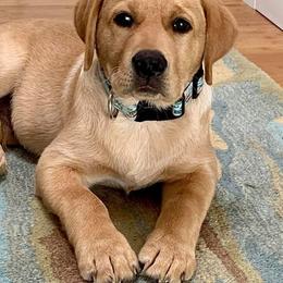Labrador Retriever Puppies from Midnight Valley Labradors