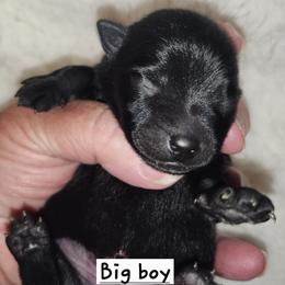Schipperke Puppies from Walking Hart Schipperkes