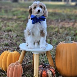 Bambi's Blue Boy - Parti male Goldendoodle puppy in Kountze, Texas from Texas Doodles LLC