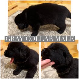 Angus - Black male Newfoundland puppy in Brandenburg, Kentucky from Bluegrass River Newfoundlands