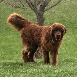 Tucker - Newfoundland