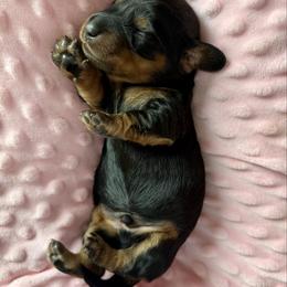 Beau - Black and tan male Dachshund puppy in Westport, Kentucky from Lonestar Creek Farm