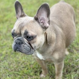 Koral - French Bulldog