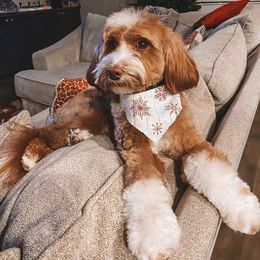 Penny - Goldendoodle