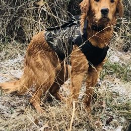 Golden Retriever Puppies from Red MAX Golden Retrievers