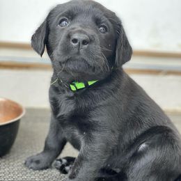 Labrador Retriever Puppies from Green Mountain Labradors