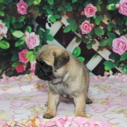 Jada - Fawn female Pug puppy in Tuscola, Illinois from Dream on puppies