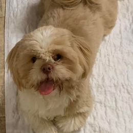 Beau - Shih Tzu