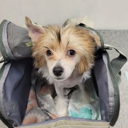 Mazikeen - Chinese Crested