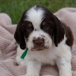 Green Collar - Liver white and tan male English Springer Spaniel puppy in Loris, South Carolina from Palmetto Springer Spaniels