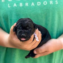 White collar girl - Black female Labrador Retriever puppy in Lake City, Michigan from Loon Lake Labradors