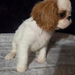 Charisma's sweet sensation - Red and white female English Toy Spaniel puppy in Glenwood City, Wisconsin from NyaStar