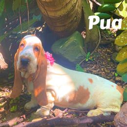 Pua-3F - Lemon and white female Basset Hound puppy in Honolulu, Hawaii from Sun’Hawaii Basset Hound