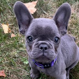 French Bulldogs from House of Frenchies