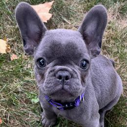 French Bulldogs from House of Frenchies