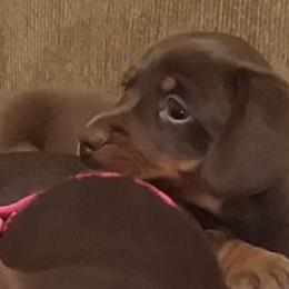 Dachshunds from BooneDox