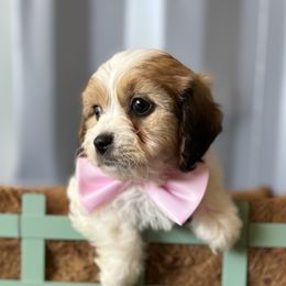Cavapoos, Cockapoos, and Goldendoodles from That’s My Puppy
